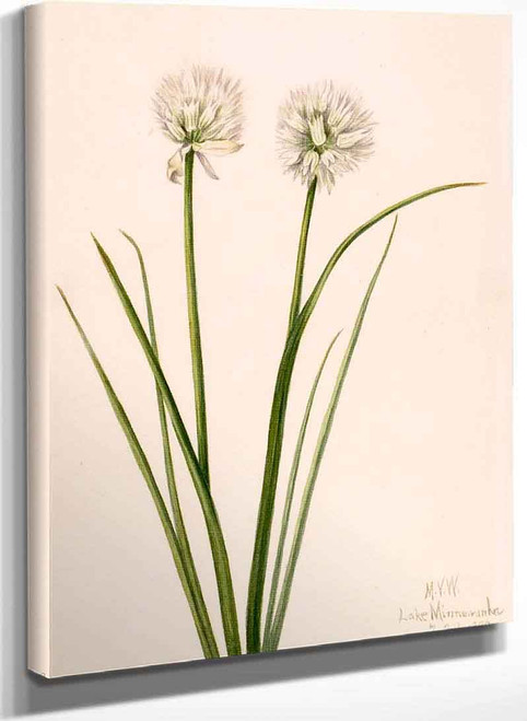 Northern Onion (Allium Sibiricum) By Mary Vaux Walcott