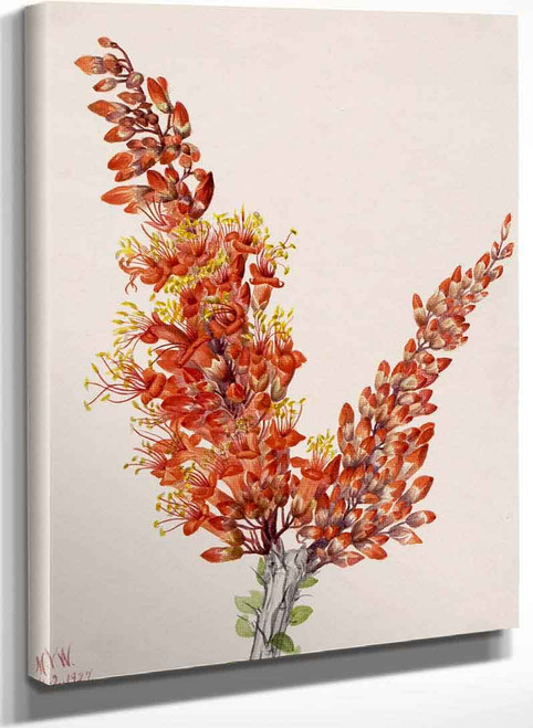 Ocotillo (Fouquieria Splendens) By Mary Vaux Walcott