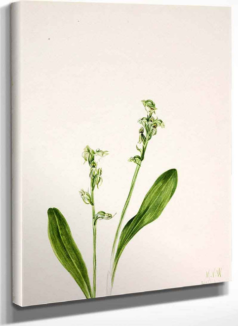 One Leaf Bog Orchid (Habenaria Obtusata) By Mary Vaux Walcott