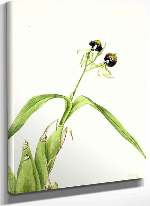 Orchid (Epidendrum Cochleatum) By Mary Vaux Walcott