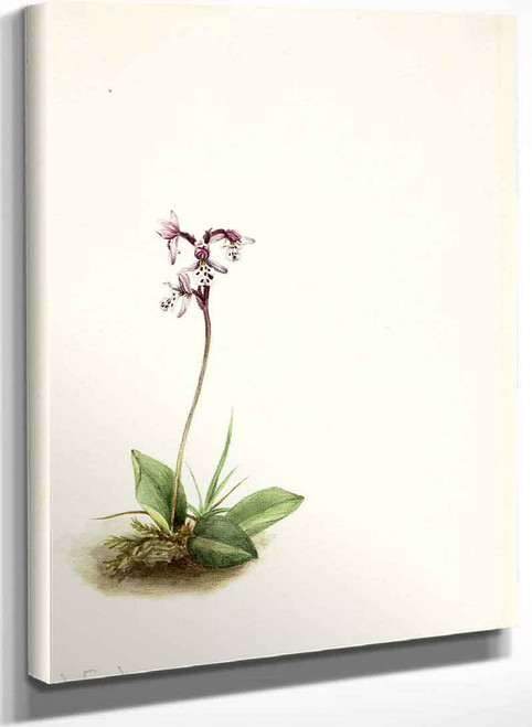 Orchis (Orchis Rotundifolia) By Mary Vaux Walcott