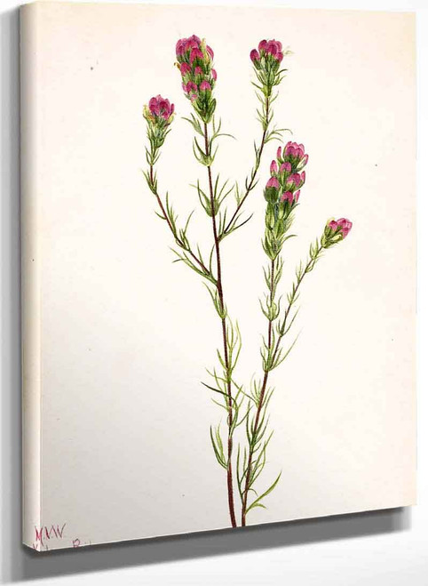 Owl Clover (Orthocarpus Tenuifolius) By Mary Vaux Walcott