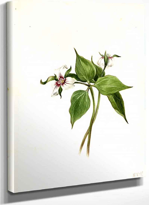 Painted Trillium (Trillium Undulatum) By Mary Vaux Walcott