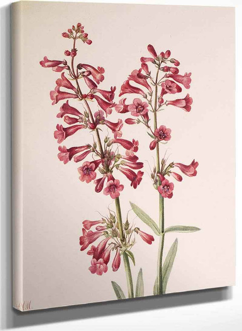 Parrys Penstemon (Penstemon Parryi) By Mary Vaux Walcott