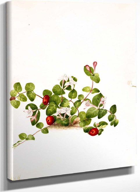 Partridgeberry (Mitchella Repens) 2 By Mary Vaux Walcott