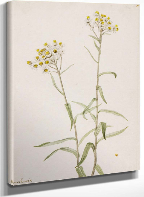 Pearl Everlasting (Anaphalis Margaritacea) By Mary Vaux Walcott