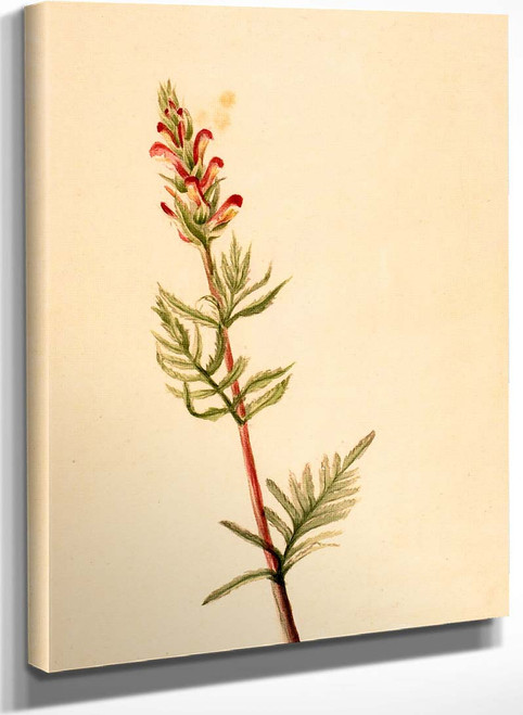 Pedicularis Bracteosa By Mary Vaux Walcott