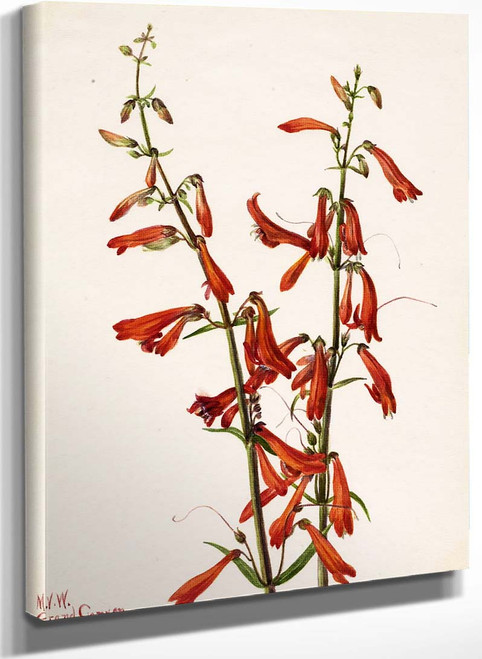 Pentstemon (Pentstemon Barbatus) By Mary Vaux Walcott