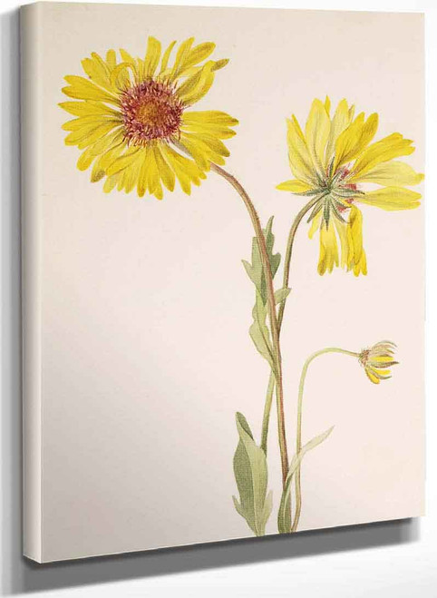 Perennial Gaillardia (Gaillardia Aristata) By Mary Vaux Walcott