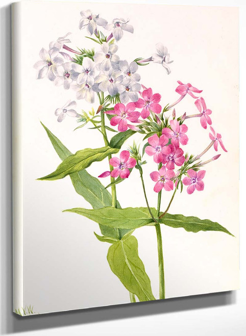 Perennial Phlox (Phlox Paniculata) By Mary Vaux Walcott