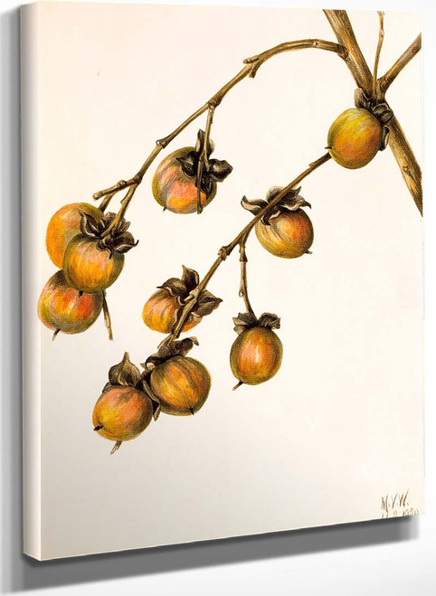 Persimmon (Diospyros Virginiana) By Mary Vaux Walcott