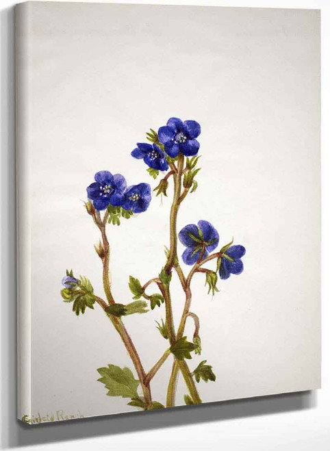 Phacelia (Phacelia Parryi) By Mary Vaux Walcott