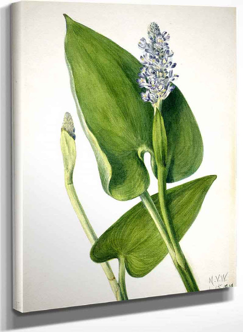 Pickerelweed (Pontederia Cordata) By Mary Vaux Walcott