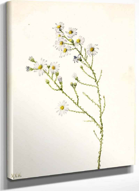 Pineland Aster (Aster Squarrosus) By Mary Vaux Walcott