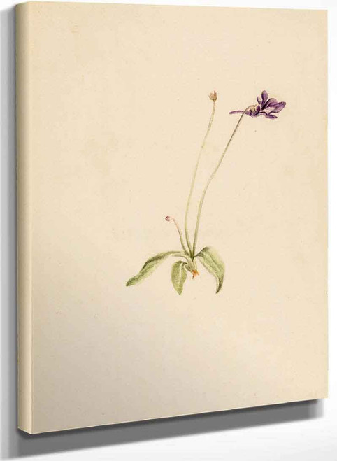 Pinguicula Vulgaris By Mary Vaux Walcott