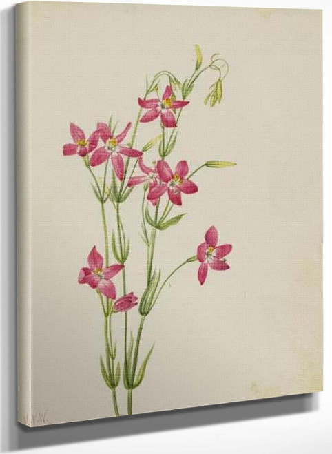 Pink Centaurium (Centaurium Venustum) By Mary Vaux Walcott