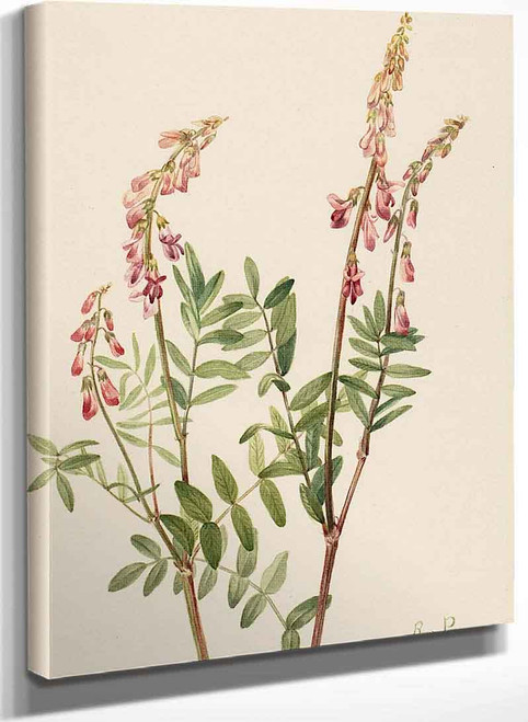 Pink Hedysarum (Hedysarum Americanum) By Mary Vaux Walcott