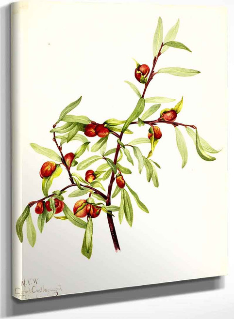 Plant Study 11 By Mary Vaux Walcott