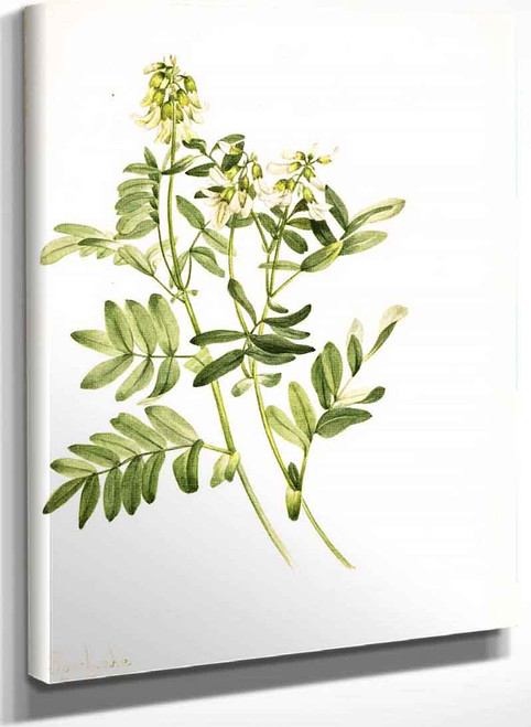 Plant Study 15 By Mary Vaux Walcott