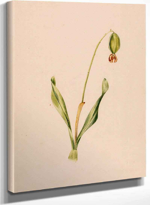 Plant Study 16 By Mary Vaux Walcott