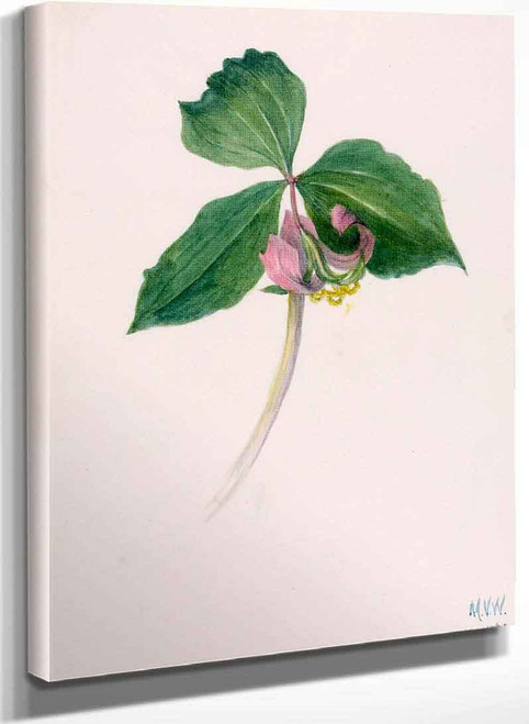 Plant Study 17 By Mary Vaux Walcott