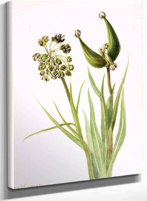 Plant Study 1 By Mary Vaux Walcott