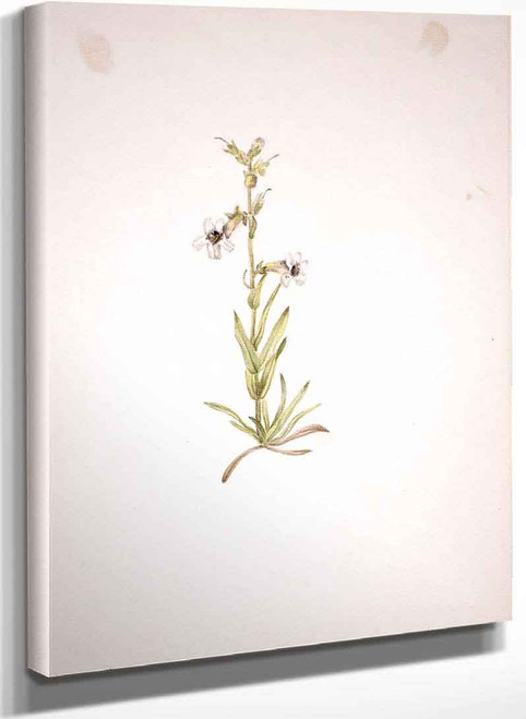 Plant Study 2 By Mary Vaux Walcott