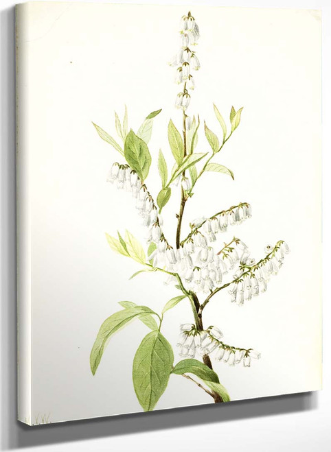 Plant Study 4 By Mary Vaux Walcott