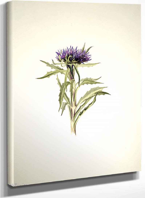 Plant Study 5 By Mary Vaux Walcott