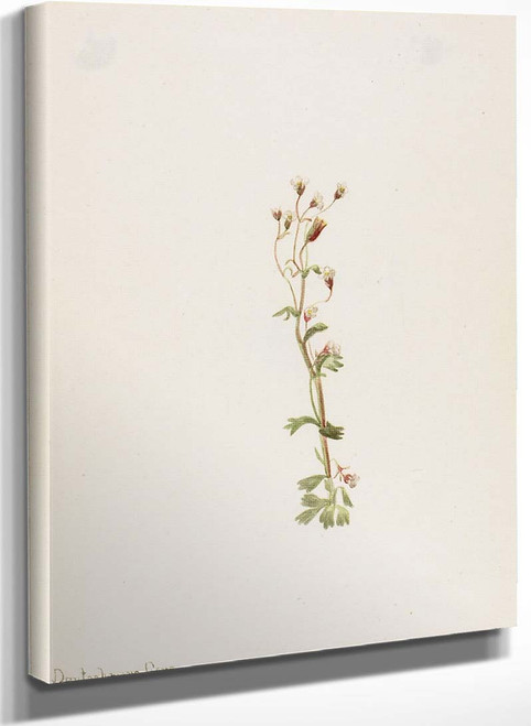 Plant Study 6 By Mary Vaux Walcott