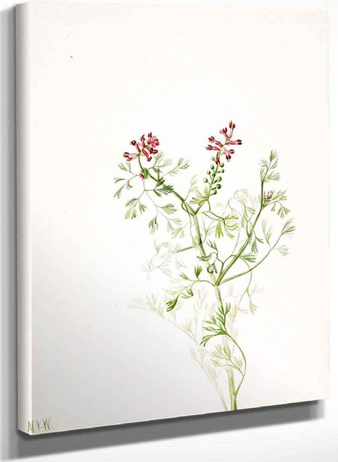 Plant Study 7 By Mary Vaux Walcott