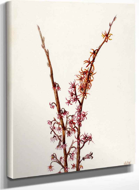 Plant Study 8 By Mary Vaux Walcott