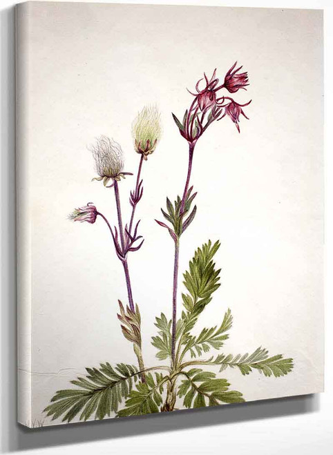 Prairie Smoke (Sieversia Ciliata) 22 By Mary Vaux Walcott