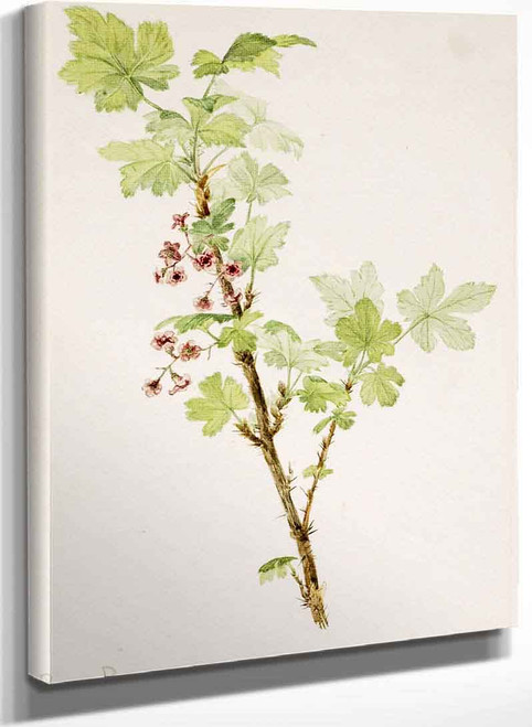 Prickly Currant (Ribes Lacustre) 1 By Mary Vaux Walcott