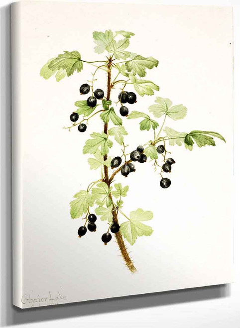 Prickly Currant (Ribes Lacustre) By Mary Vaux Walcott