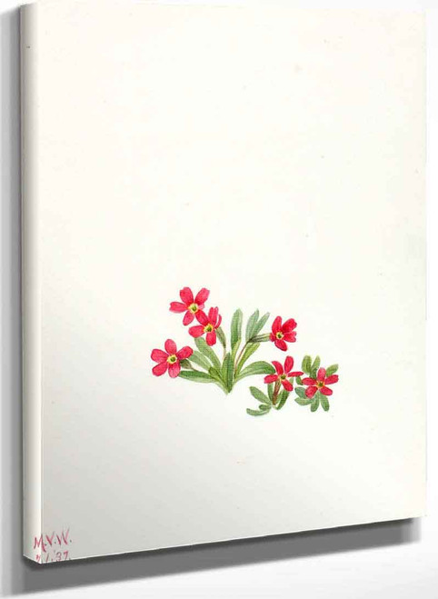 Primrose (Primula Angustifolia) By Mary Vaux Walcott