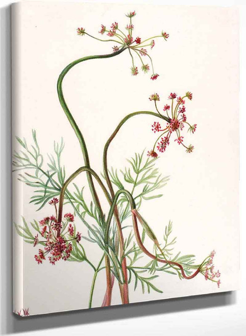 Pseudocymopterus Montanus By Mary Vaux Walcott