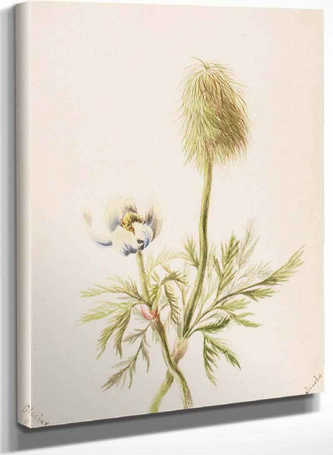 Pulsatilla Occidentalis By Mary Vaux Walcott