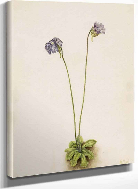 Purple Butterwort (Pinguicula Elatior) By Mary Vaux Walcott