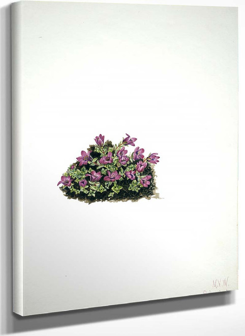 Purple Saxifrage (Saxifraga Oppositifolia) By Mary Vaux Walcott