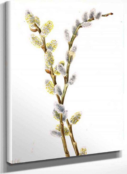 Pussy Willow (Salix Discolor) By Mary Vaux Walcott