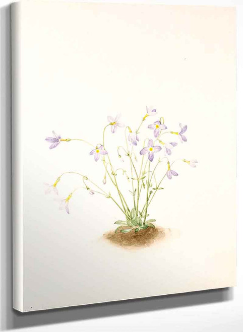 Quakerladies (Houstonia Caerulea) By Mary Vaux Walcott