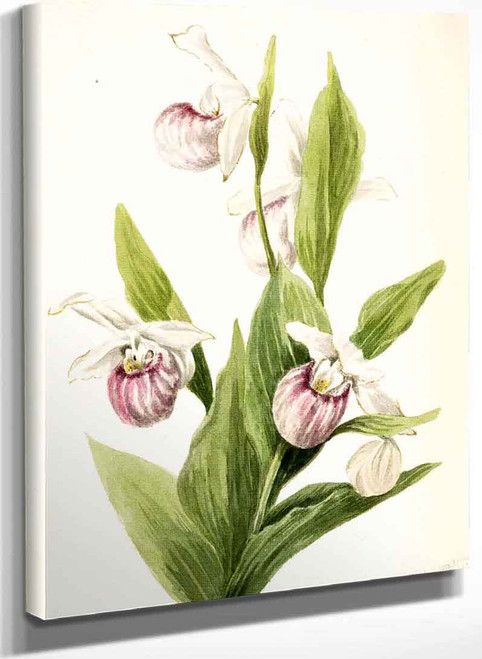 Queens Slipper (Cypripedium Reginae) By Mary Vaux Walcott