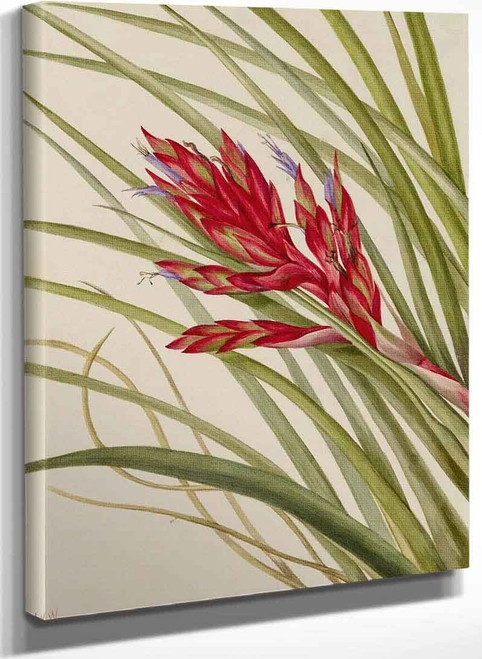 Quill Leaf Tillandsia (Tillandsia Fasciculata) By Mary Vaux Walcott