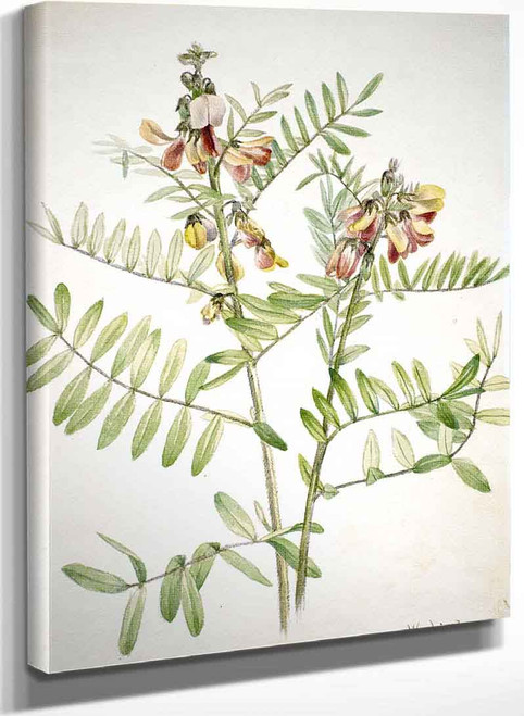 Rabbitbean (Cracca Virginiana) By Mary Vaux Walcott