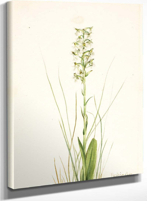 Ragged Fringe Orchid (Habenaria Lacera) By Mary Vaux Walcott