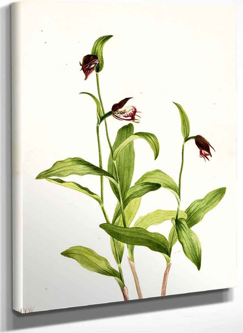 Ramshead Ladys Slipper (Cypripedium Arietinum) By Mary Vaux Walcott