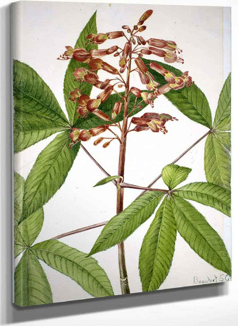 Red Buckeye (Aesculus Pavia) By Mary Vaux Walcott