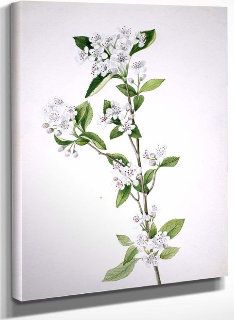 Red Chokeberry (Aronia Arbutifolia) 1 By Mary Vaux Walcott