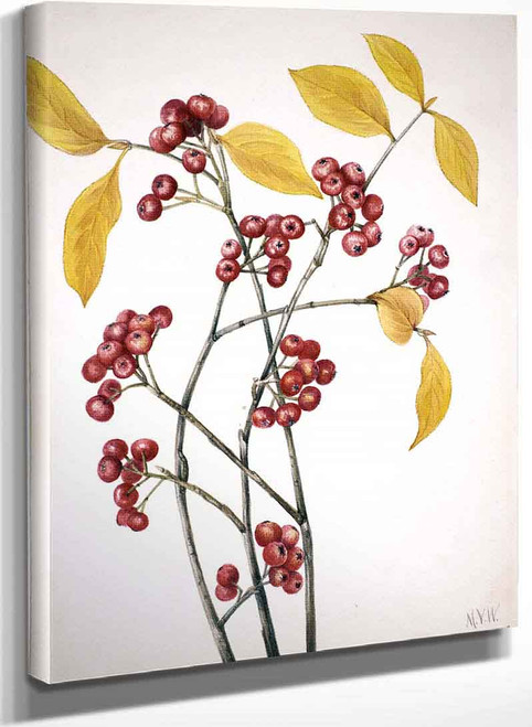 Red Chokeberry (Aronia Arbutifolia) By Mary Vaux Walcott